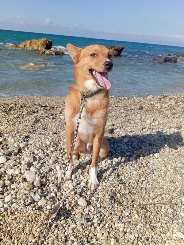 NINO TAGLIA PICCOLA  Foto 3