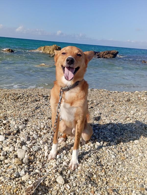 NINO TAGLIA PICCOLA  Foto 4