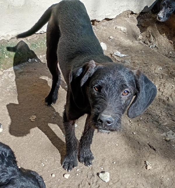 SYRIA ASPETTA UNA MAMMA  Foto 2