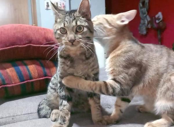 TIGRO, dolce gattino in adozione! Foto 2