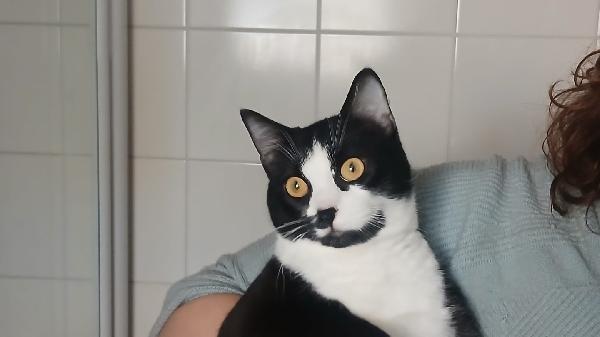 Adozione Del Cuore Urgentissima Per Pistacchio: Giovane Micio Di 8 Mesi