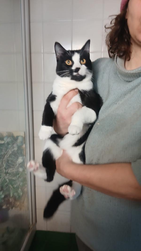 ADOZIONE DEL CUORE URGENTISSIMA PER PISTACCHIO: GIOVANE MICIO DI 8 MESI Foto 2