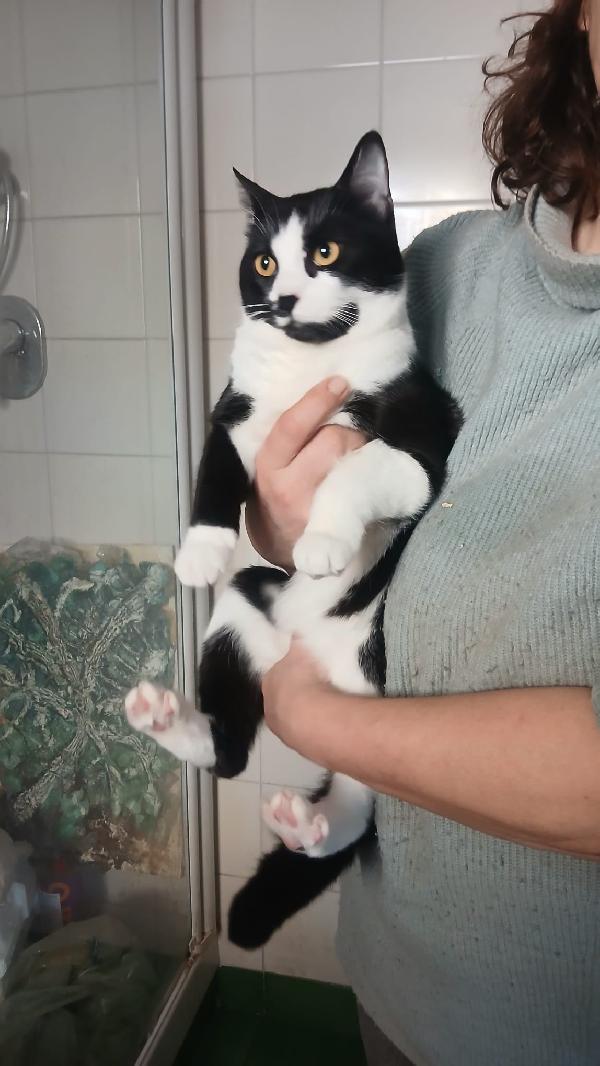 ADOZIONE DEL CUORE URGENTISSIMA PER PISTACCHIO: GIOVANE MICIO DI 8 MESI Foto 3