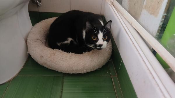 ADOZIONE DEL CUORE URGENTISSIMA PER PISTACCHIO: GIOVANE MICIO DI 8 MESI Foto 7