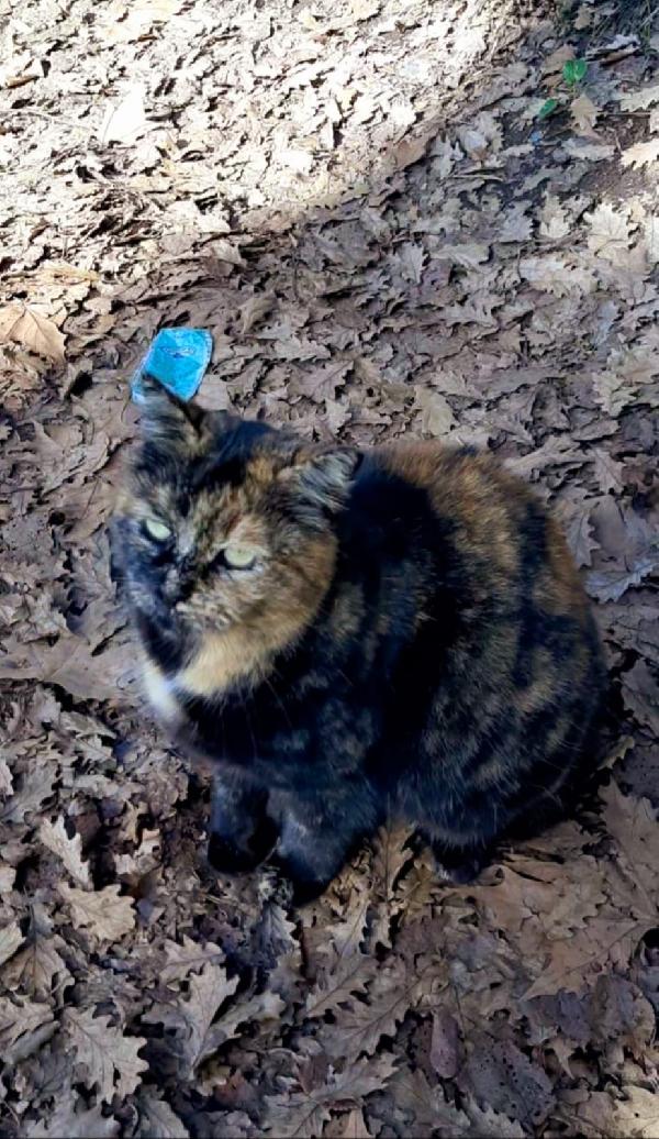 Tartina: Micia Tartarugata Di 2 Anni Cerca Famiglia