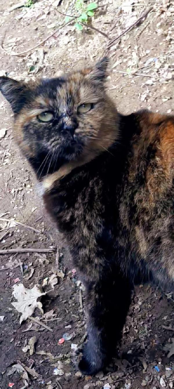 TARTINA: MICIA TARTARUGATA DI 2 ANNI CERCA FAMIGLIA Foto 2