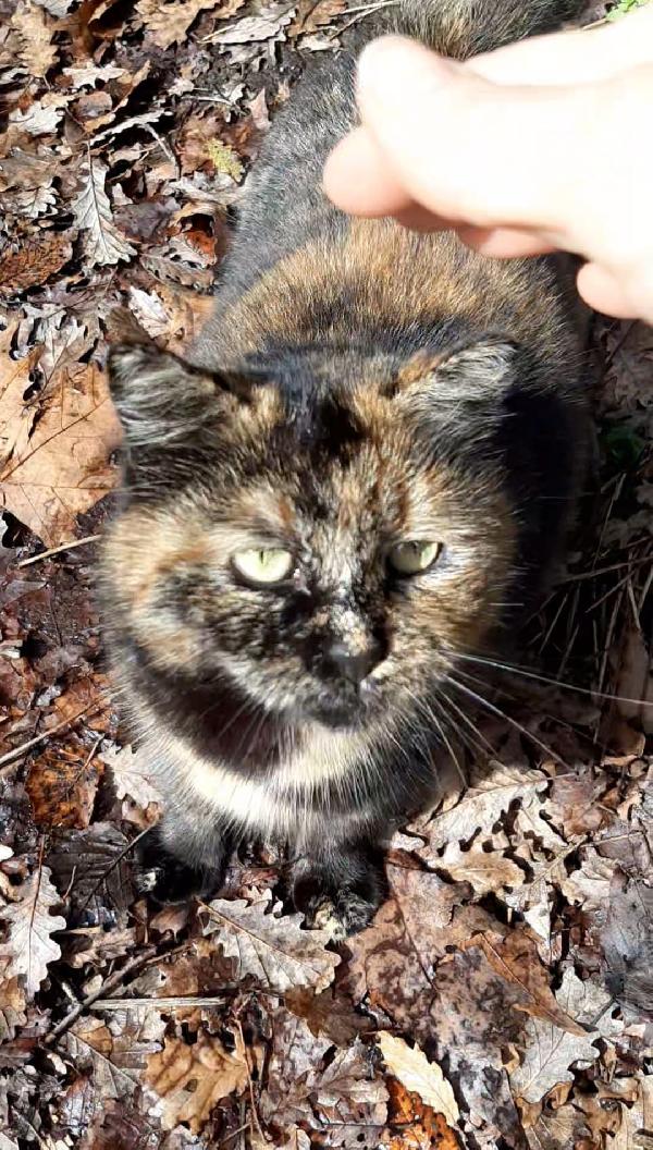 TARTINA: MICIA TARTARUGATA DI 2 ANNI CERCA FAMIGLIA Foto 3