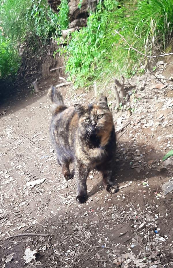 TARTINA: MICIA TARTARUGATA DI 2 ANNI CERCA FAMIGLIA Foto 5