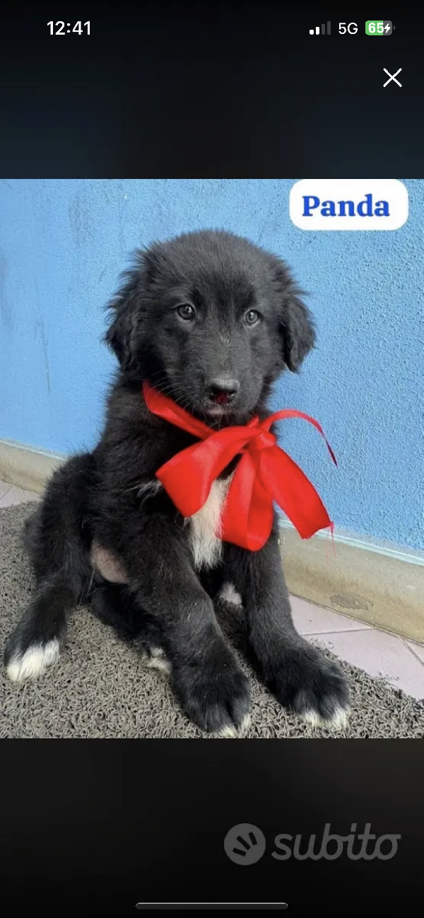 Terranova Mix Cucciolo 