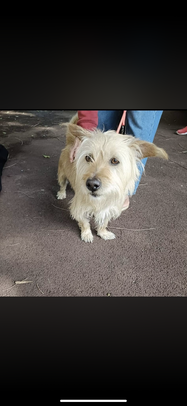 Chicco Taglia Piccola 