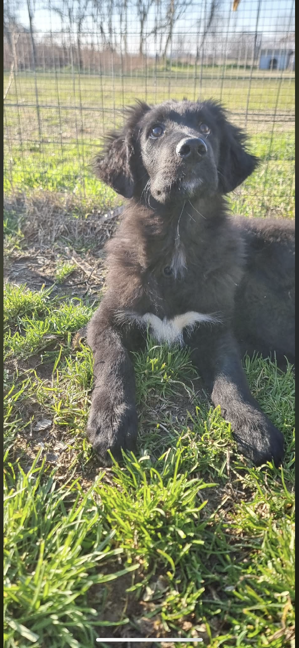 Terranova mix cucciolo  Foto 4