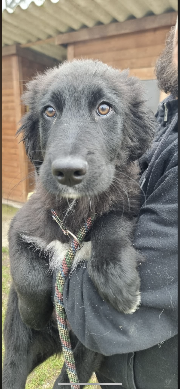 Terranova mix cucciolo  Foto 5