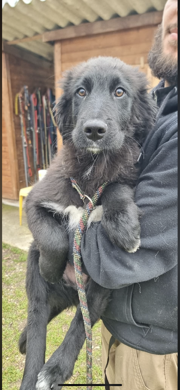 Terranova mix cucciolo  Foto 6