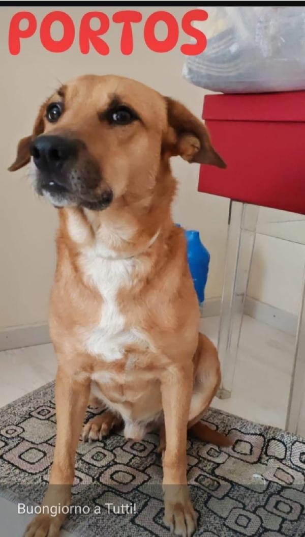 Portos 4Anni Ok Gatti Milano Urge Casa