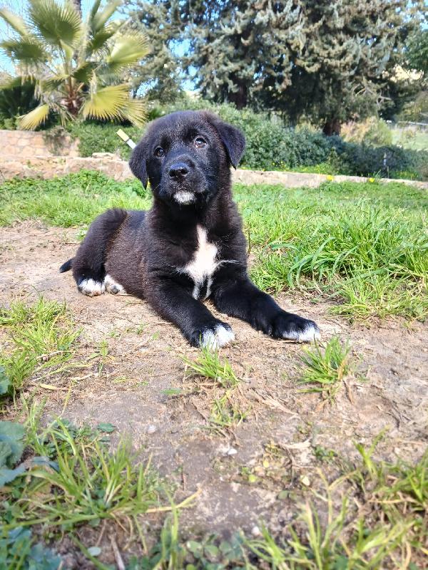 Ulisse Dolce Cucciolo Salvato Dalla Discarica Cerca Famiglia 