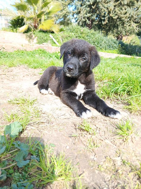 Ulisse dolce cucciolo salvato dalla discarica cerca famiglia  Foto 2