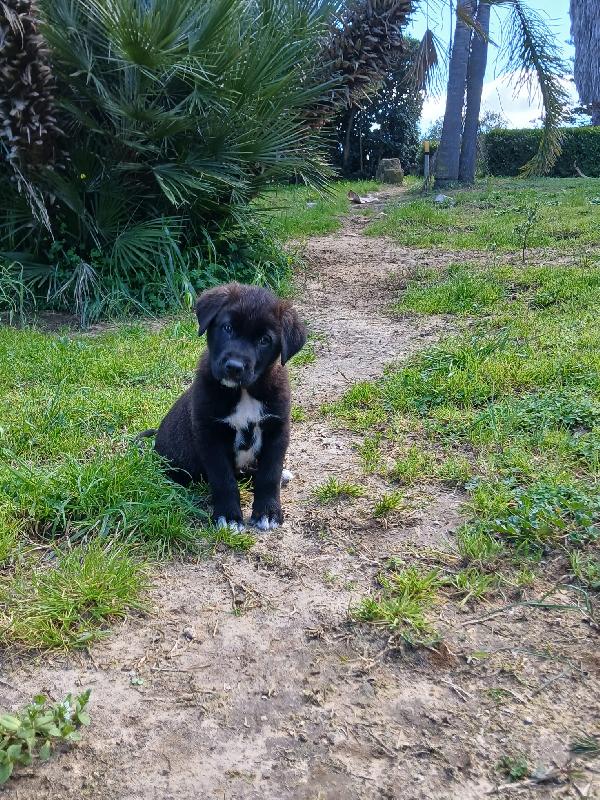 Ulisse dolce cucciolo salvato dalla discarica cerca famiglia  Foto 3