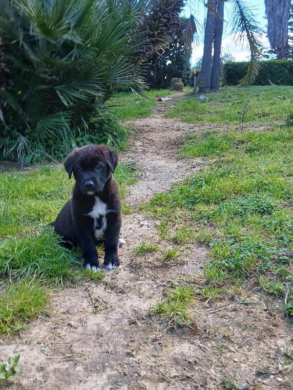 Ulisse dolce cucciolo salvato dalla discarica cerca famiglia  Foto 4