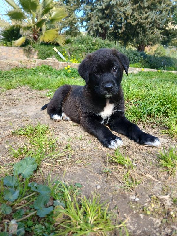 Ulisse dolce cucciolo salvato dalla discarica cerca famiglia  Foto 5