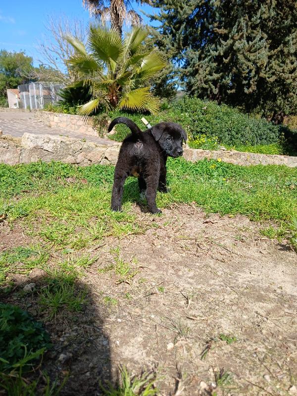 Ulisse dolce cucciolo salvato dalla discarica cerca famiglia  Foto 6