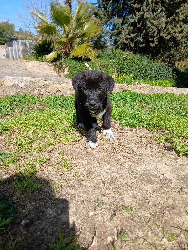 Ulisse dolce cucciolo salvato dalla discarica cerca famiglia  Foto 7