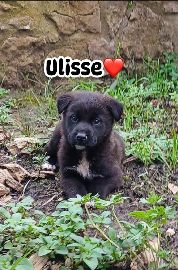 Ulisse dolce cucciolo salvato dalla discarica cerca famiglia  Foto 8