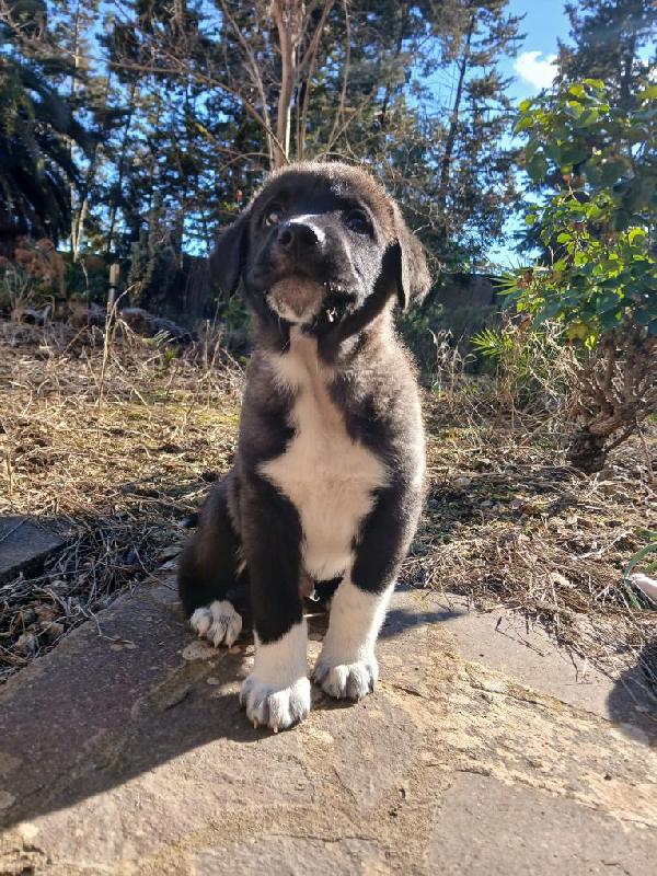 Alvin Meraviglioso Dolce Cucciolo Cerca Casa 