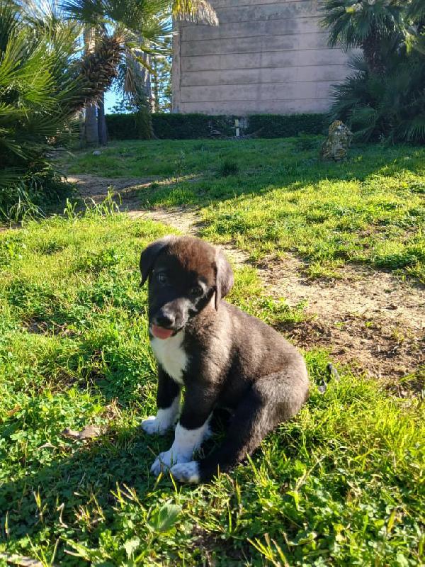 Alvin meraviglioso dolce cucciolo cerca casa  Foto 2