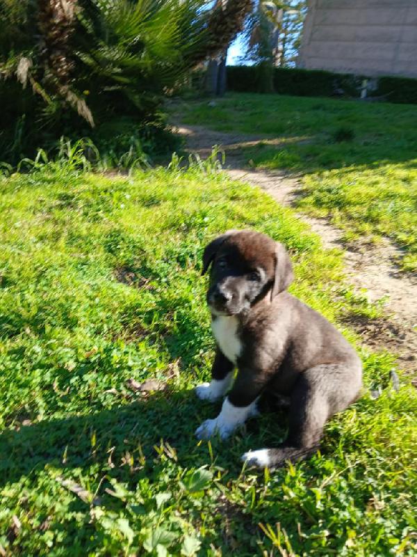 Alvin meraviglioso dolce cucciolo cerca casa  Foto 4