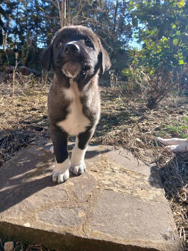 Alvin meraviglioso dolce cucciolo cerca casa  Foto 3