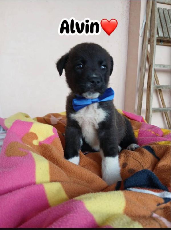Alvin meraviglioso dolce cucciolo cerca casa  Foto 5