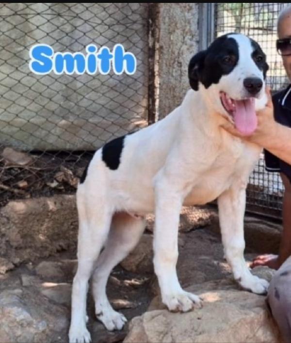 Mix Molossini 9Mesi Crescono In Canile.cosenza