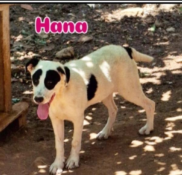 Mix molossini 9mesi CRESCONO IN CANILE.COSENZA Foto 2