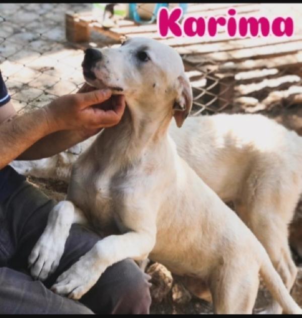 Mix molossini 9mesi CRESCONO IN CANILE.COSENZA Foto 3