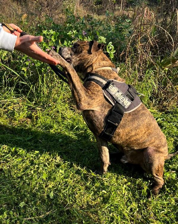 THOR PIT GENTILE Foto 7