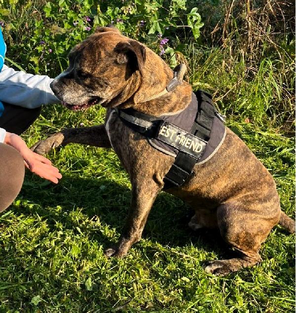 THOR PIT GENTILE Foto 8