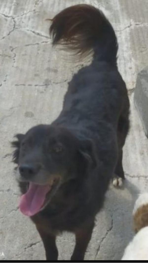 Portato In Canile Dai Padroni 5Anni Fa Sud