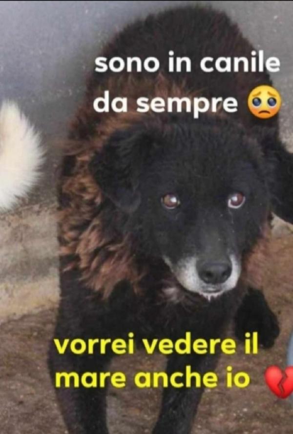 Nerina 10/11anni entrata ad 1mese in canile ROMA Foto 3