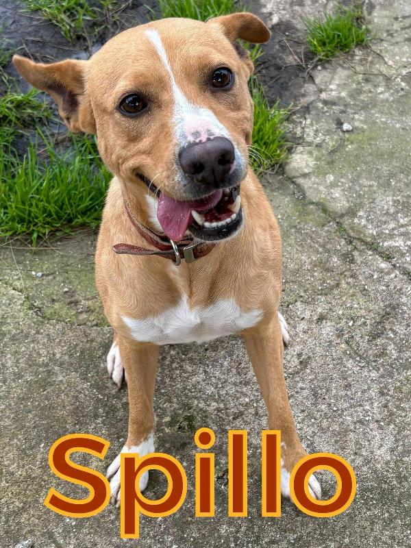 Spillo 3 anni e tanto amore da dare Foto 5