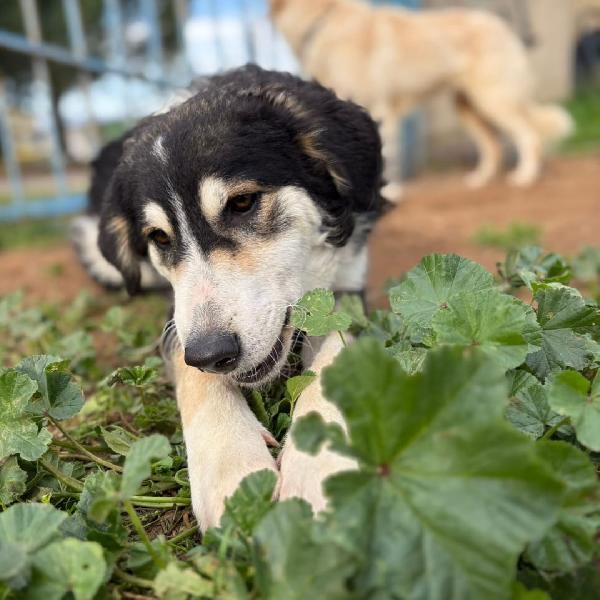 Bretzel 8 mesi di amore Foto 3