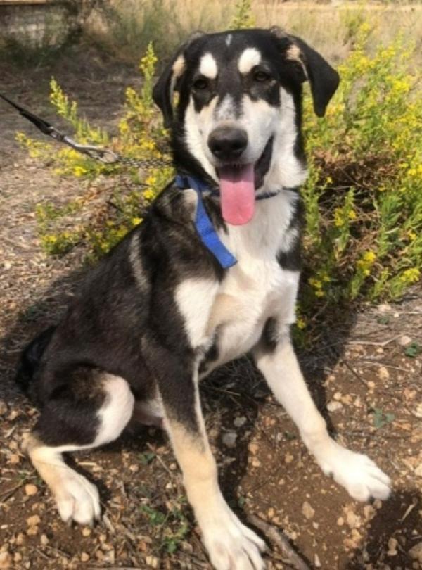 Mix Australian Shepherd 11Mesi Sos Sicilia 