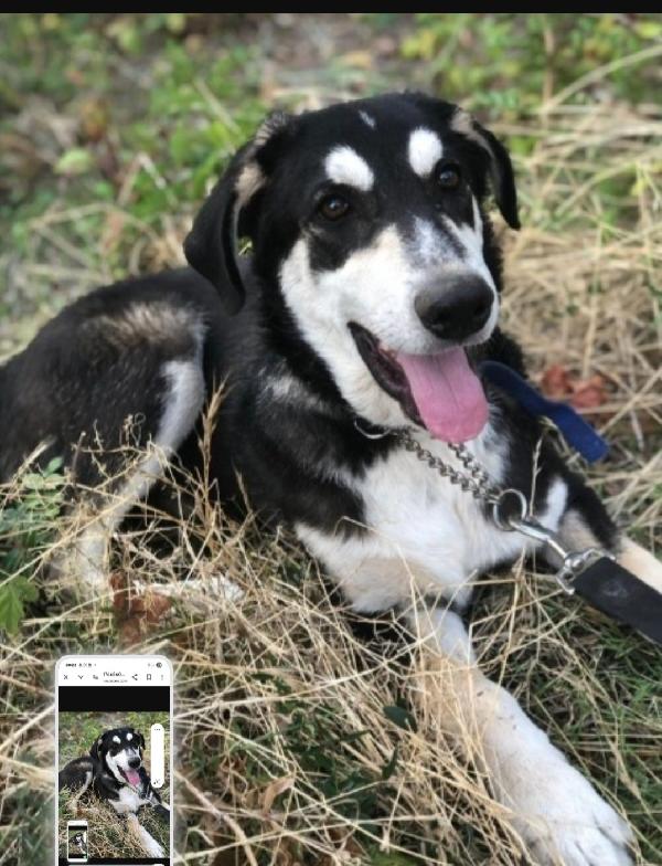 Mix Australian Shepherd 11mesi SOS SICILIA  Foto 2