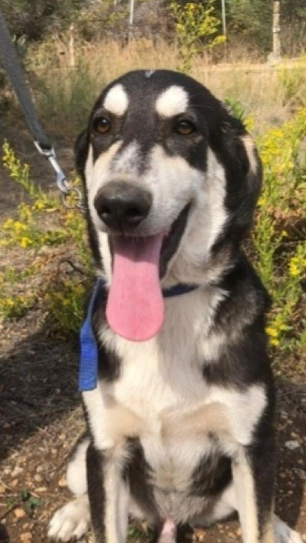 Mix Australian Shepherd 11mesi SOS SICILIA  Foto 3