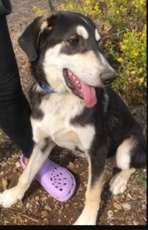 Mix Australian Shepherd 11mesi SOS SICILIA  Foto 4