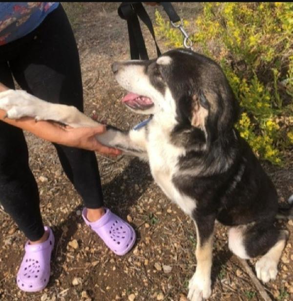 Mix Australian Shepherd 11mesi SOS SICILIA  Foto 5