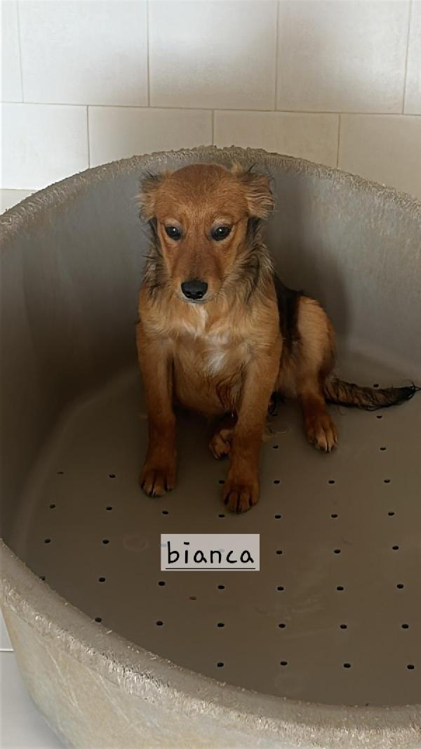 Cucciole di taglia media piccola  Foto 2