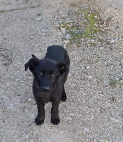 Cucciolo Di Taglia Media 