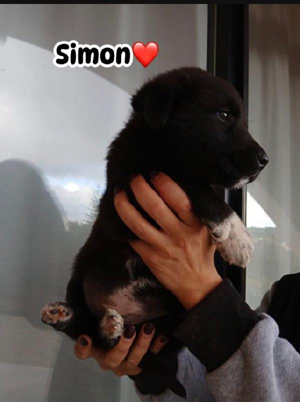 Simon splendido dolce cucciolo cerca casa  Foto 2