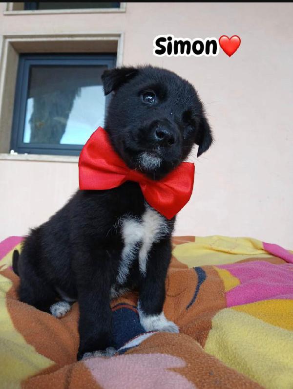 Simon splendido dolce cucciolo cerca casa  Foto 3