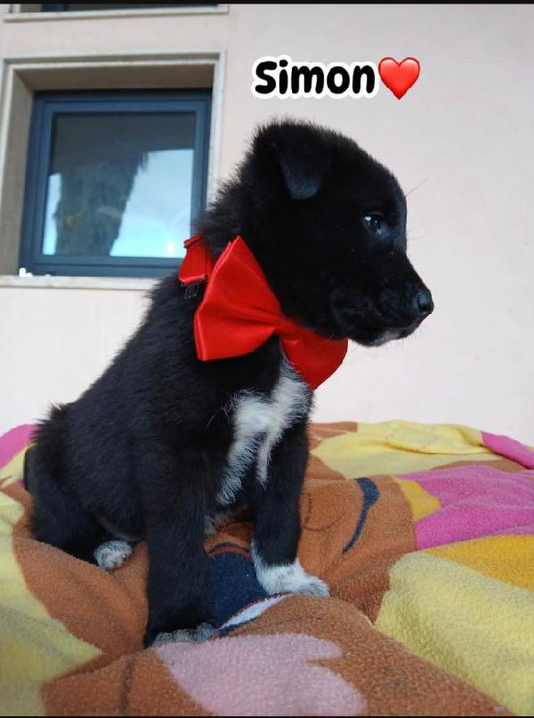 Simon splendido dolce cucciolo cerca casa  Foto 4